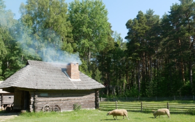 Eesti vabaõhumuuseumi lambad