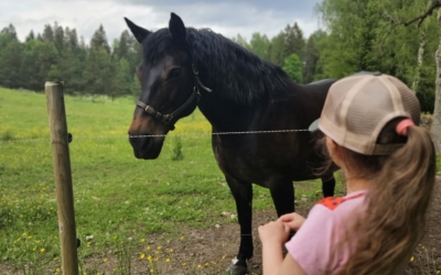 Palmse mõisa hobune