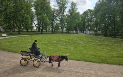 Palmse mõisa hobune