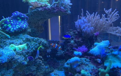 Pernova loodusmaja Nemo