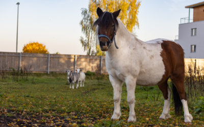 Eesti põllumajandusmuuseumi poni Silvester