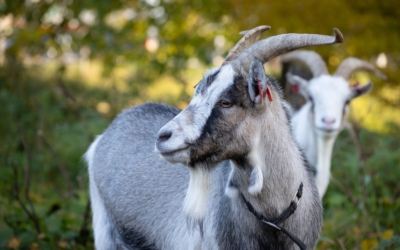 Goats at the Estonian Agricultural Museum