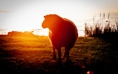 Viimsi vabaõhumuuseum 4