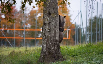 Sihtasutus Eesti Maaelumuuseumid