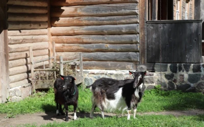 Goats at the Estonian Open Air Museum