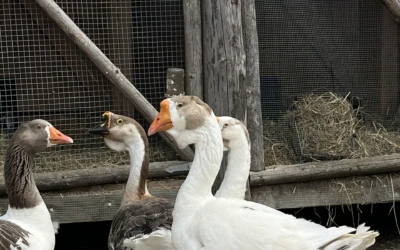 Geese at Rakvere Castle