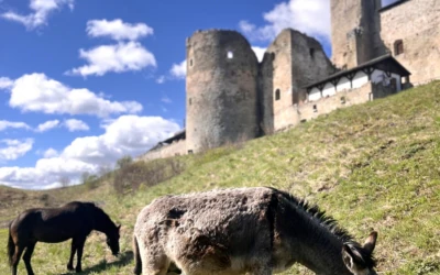 Columbus the donkey and Tarsan the horse at Rakvere Castle