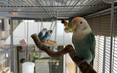 The Loving Birds of Pernova Nature House