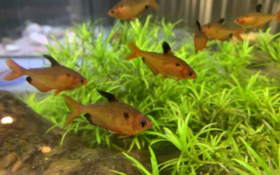 Fish at Pernova Nature House