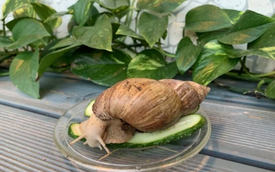 Giant snail at Pernova Nature House