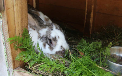 Rabbit at Mõniste Rural Museum