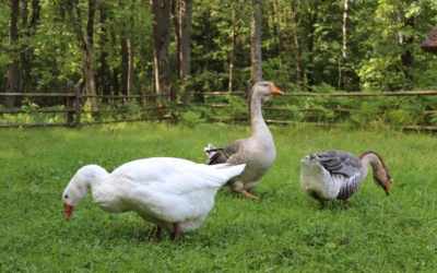 Geese at the Estonian Open Air Museum