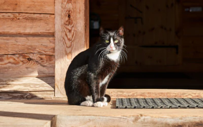 Vasso, the cat of the Estonian Open Air Museum