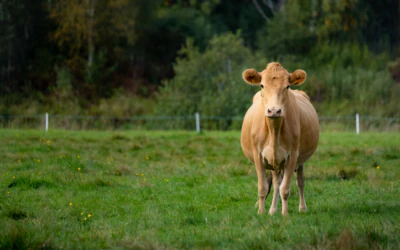 Estonian native cattle at C. R. Jakobson Farm Museum