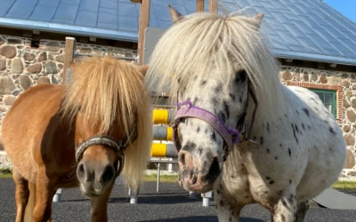 Ponies Tipp and Täpp from Tori Horse Breeding Farm