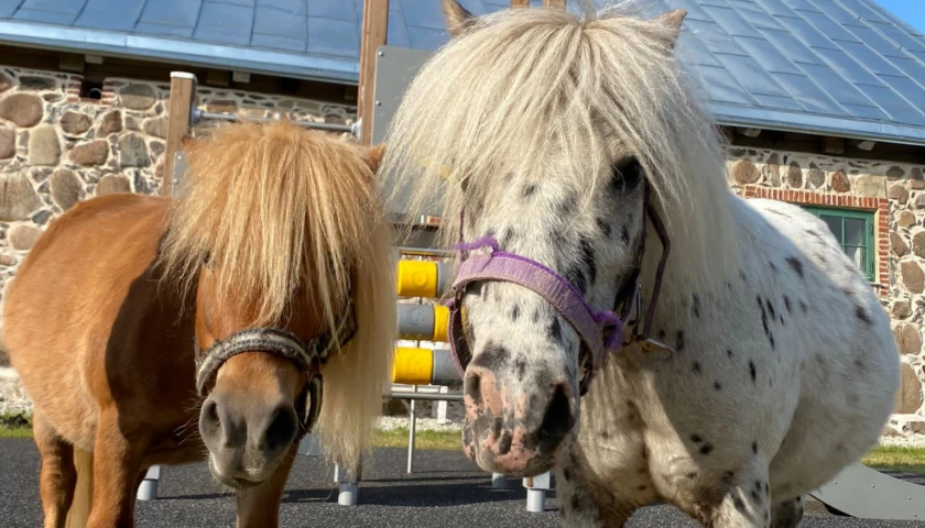 Ponies Tipp and Täpp from Tori Horse Breeding Farm