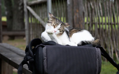 Kullo, the cat of Värska Farm Museum (photo by Sander Silm)