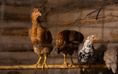 Feathered Residents of Värska Farm Museum (photo by Sander Silm)